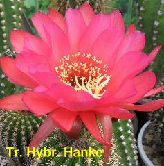 Tr. Hyb Hanke.3.1.jpg 